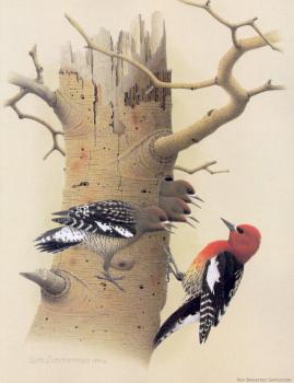 威廉 齊默曼 Red-breasted Sapsucker